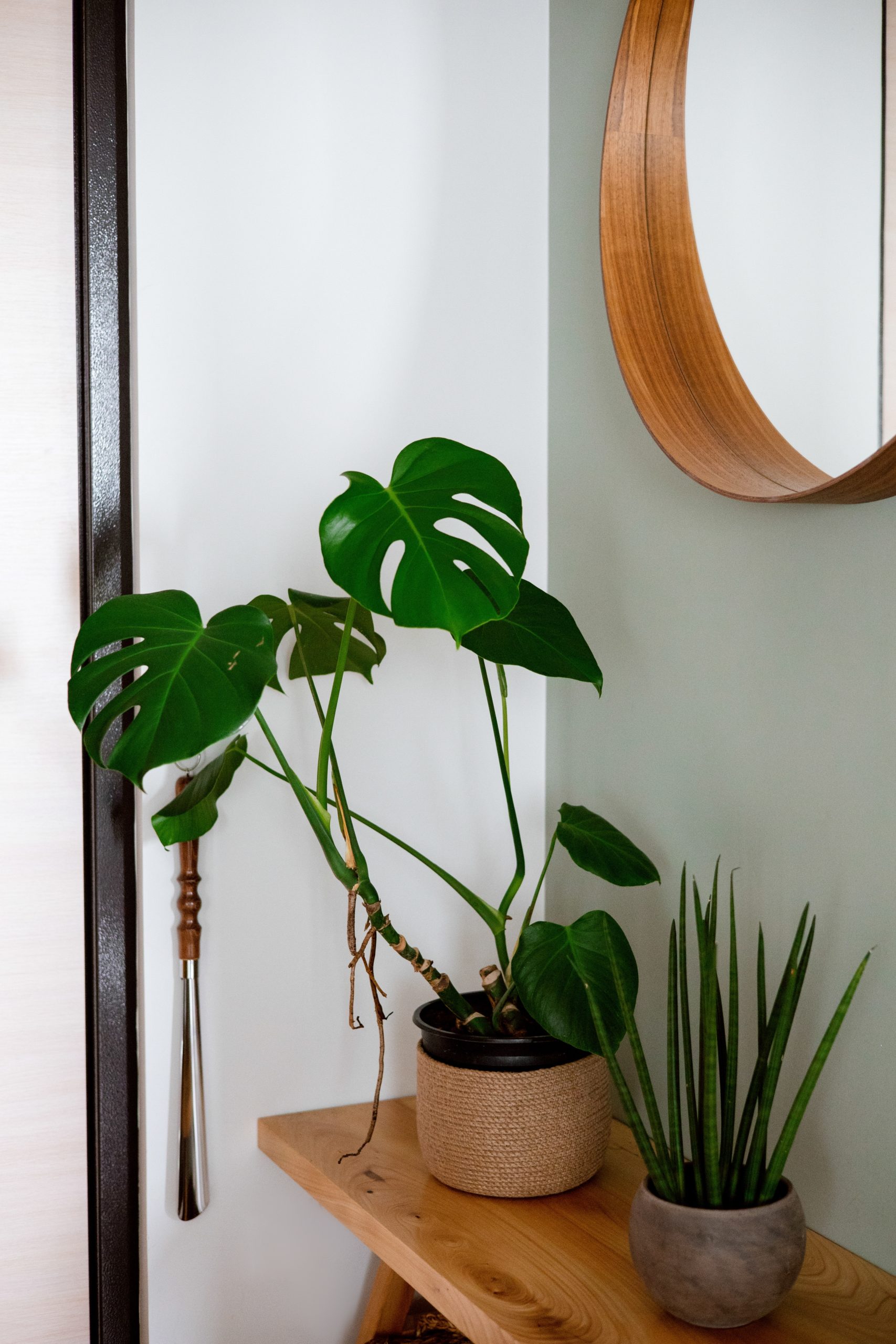 Living Room Idea - House Plant