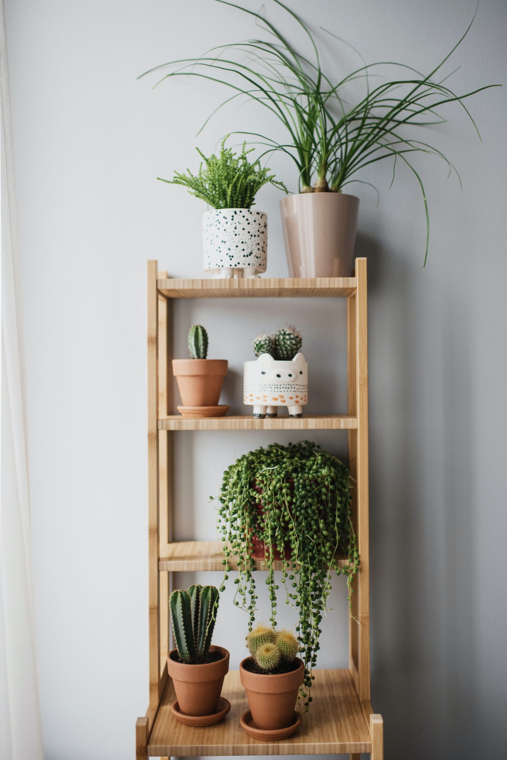 Can You Decorate A Rented House - House Plants